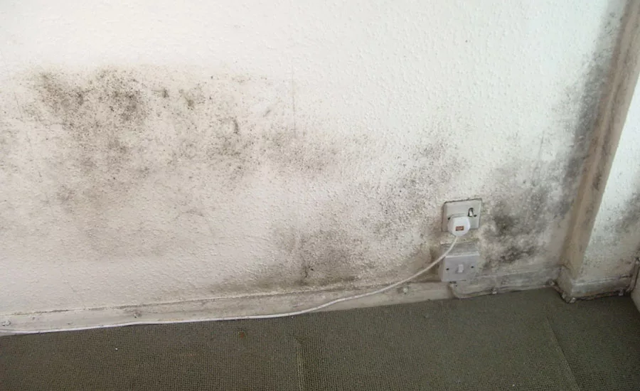 Mold accumulated along the floor of this basement before mold remediation specialists addressed the issue.Signs of mold can sometimes be readily apparent to the naked eye, but bacterial growth is not always easy to see.