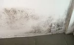 Mold accumulated along the floor of this basement before mold remediation specialists addressed the issue.Signs of mold can sometimes be readily apparent to the naked eye, but bacterial growth is not always easy to see.  