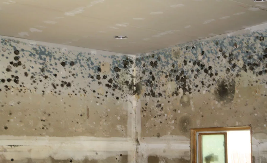 This extreme case of mold occurred inside of a flooded home.