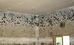 This extreme case of mold occurred inside of a flooded home.