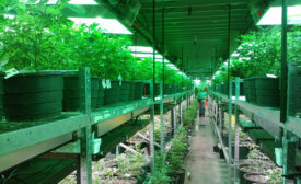 Marijuana facility