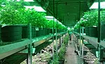 Marijuana facility