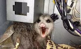 Summer Safety Opossum
