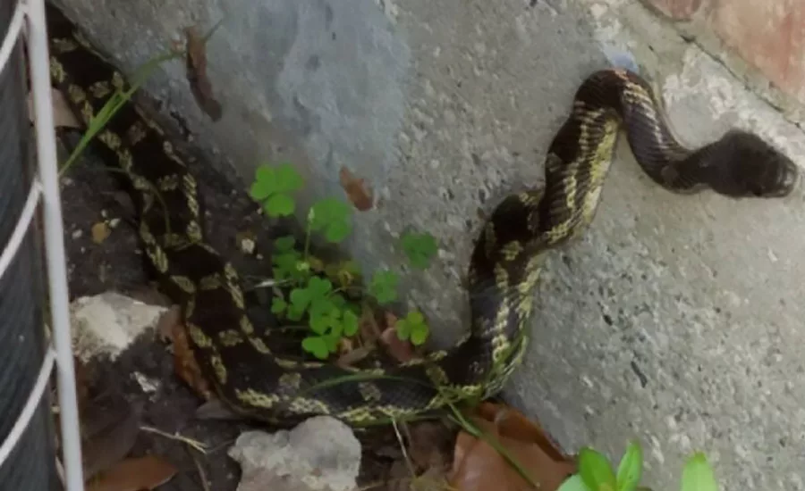 Summer Safety Snake
