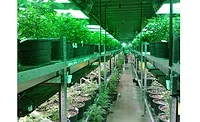 marijuana1 marijuana1