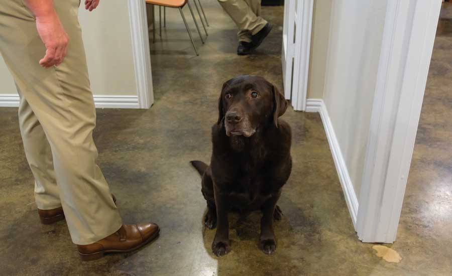 More than just a caped cartoon canine, Duke is a real office dog with an exemplary attendance record. - The ACHR News