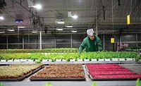 Anden offers dehumidifiers, humidifiers, and controls that are designed specifically for indoor farming operations. - The ACHR News Anden-Indoor-Farming-ACHR-News.jpg