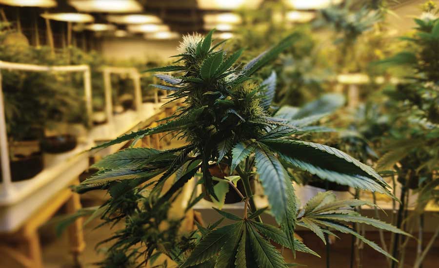 Mature marijuana plants. - The ACHR News
