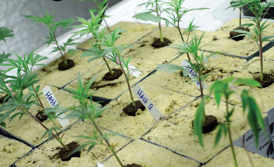 New-Marijuana-Plants-ACHR-News.jpg