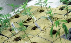 New Marijuana Plants - The ACHR News