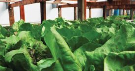 Inside Kirk Cashmore’s 3,500-square-foot building, three vertically stacked shelves built from recycled materials provide room for up to 4,000 heads of lettuce. - The ACHR News