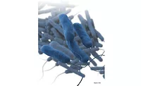 HVACR Mechanical Track - AEC BuildTech - Legionella, seen here. - The ACHR News