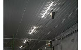 Black-finished Destrat fans. - Distribution Trends