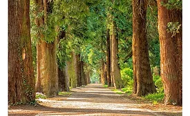 Green-Environment