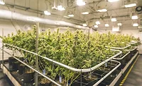 Cannabis growth facility.