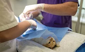 Surgery at an animal hospital.