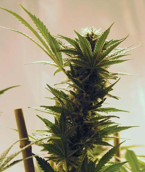 Cannabis Grow Facility.