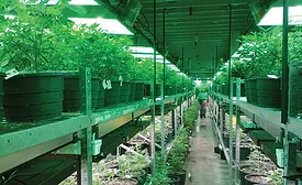 Cannabis Grow Facility