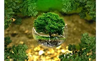 Ecology