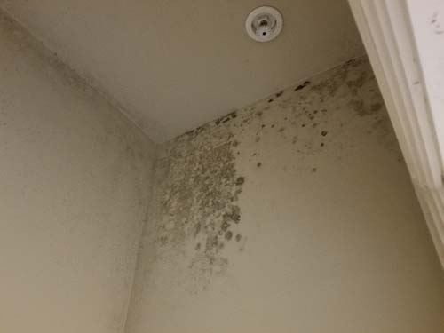 Photo of microbial growth along interior wall of a closet primarily due to vapor pressure diffusion from attic into plenum space above.