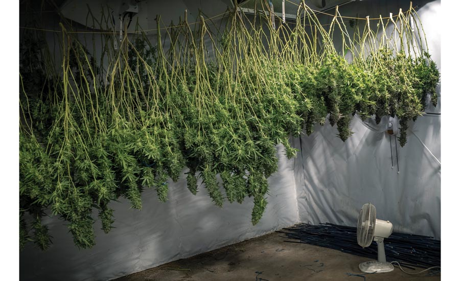 Air-Purification-for-Cannabis-Grow-Facilities-01.jpg