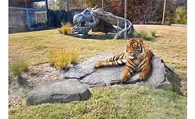 Malayan tiger exhibits with in-slab radiant heating.