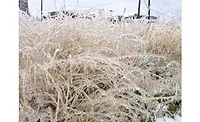 Texas Winter Texas Winter