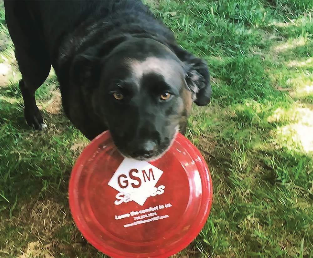 Dog with frisbee.