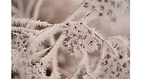 Frost