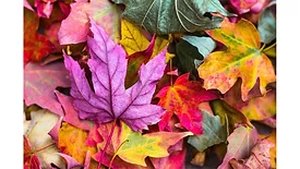 Autumn Leaves