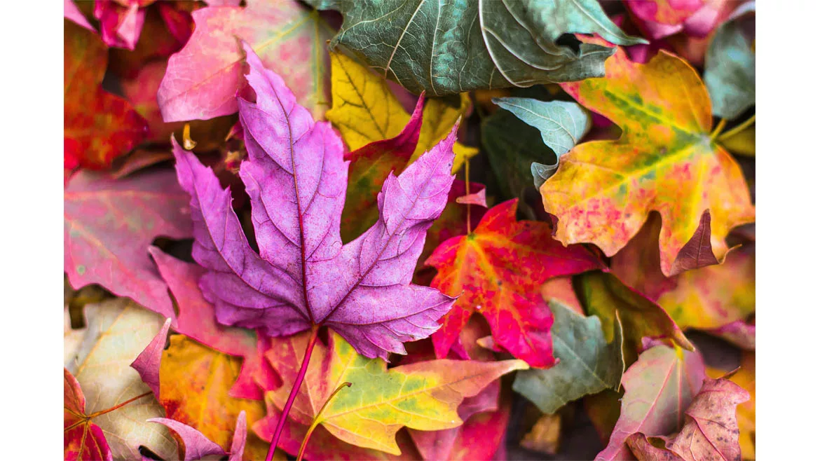 Autumn Leaves