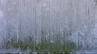 Mold Remediation Mold Remediation