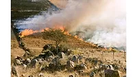 Wildfire Wildfire