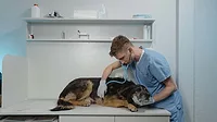Veterinarian Veterinarian