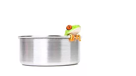 Frog in Pot