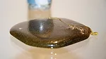 Fiberglass