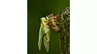 Cicada Cicada