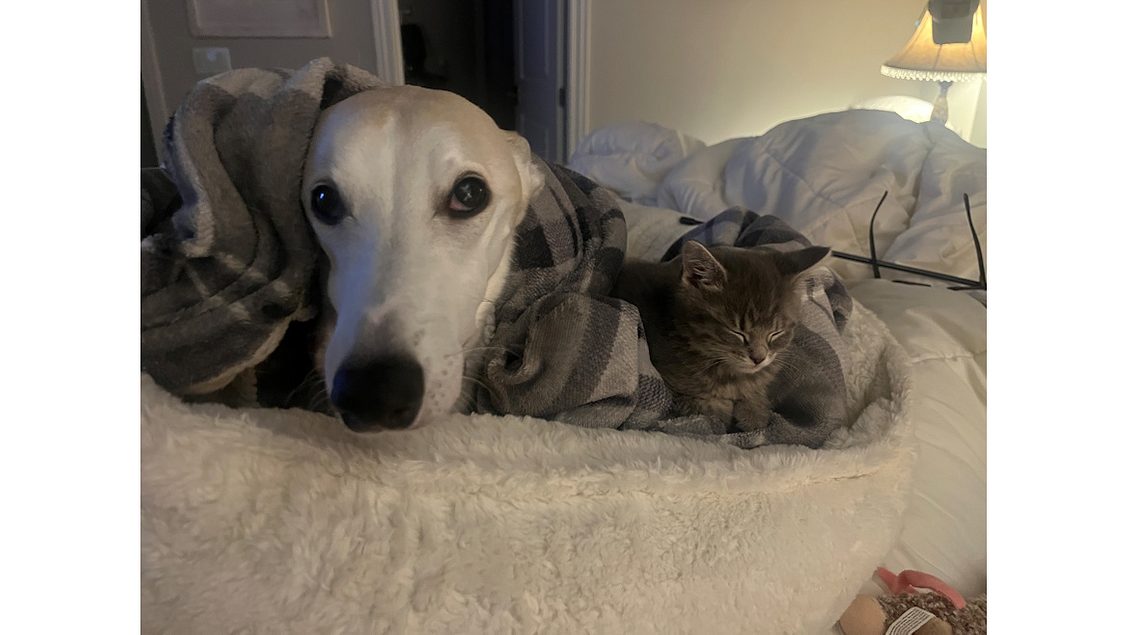 Using Pets as a Means to Sell More IAQ