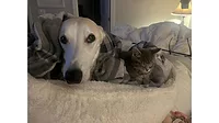 Lead-Tini-and-Ella-Pets-and-IAQ.jpg