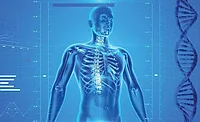 human endoskeleton