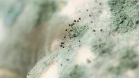 Mold Remediation