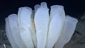 Glass Sponge