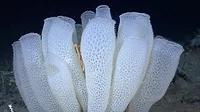 Glass Sponge Glass Sponge