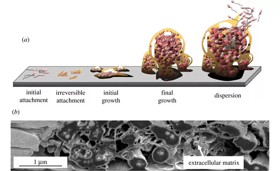 Biofilms In HVAC And Around Your Teeth