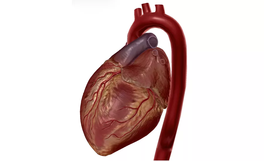 Follow Your Heart
