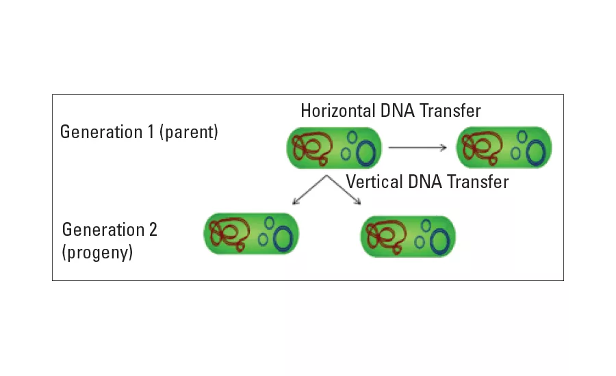 FIGURE 1. HAIs may be transferred horizontally or vertically