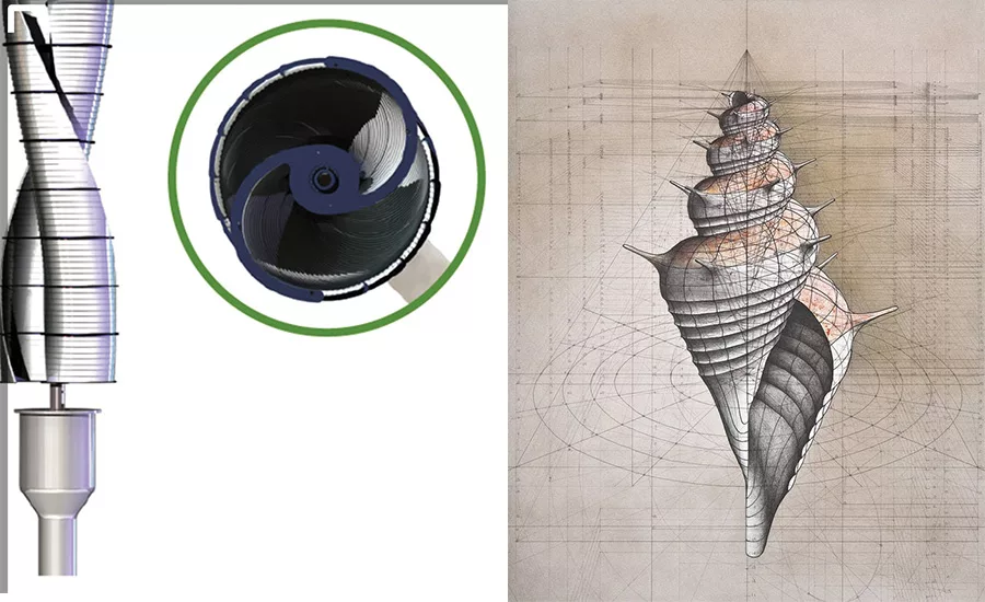 FIGURE 1. A fan and a nautilus seashell