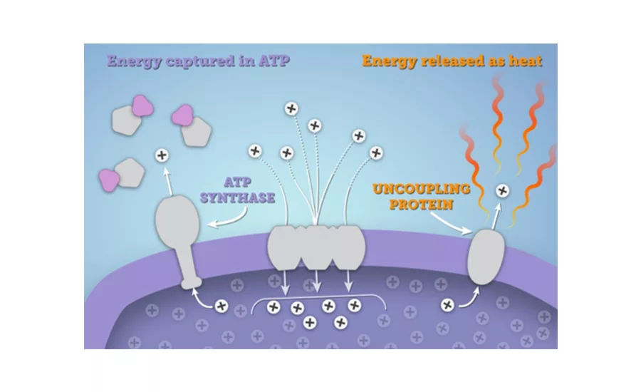 Contrasting Thermogenesis' Impact