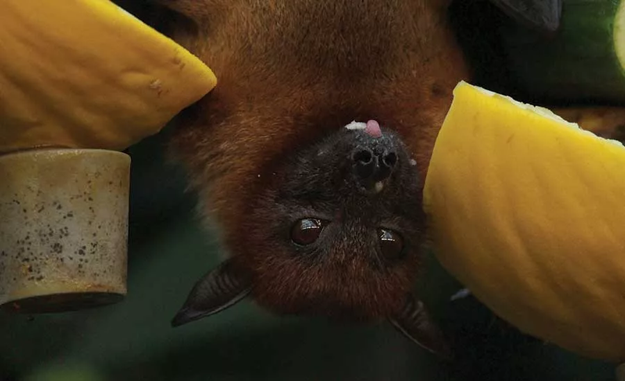 Bat