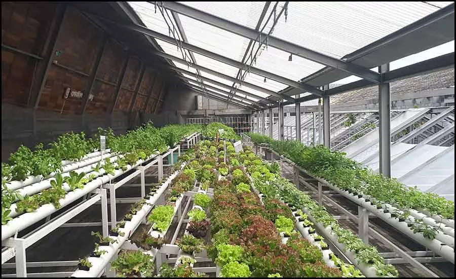 Grow Room
